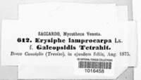 Erysiphe lamprocarpa image